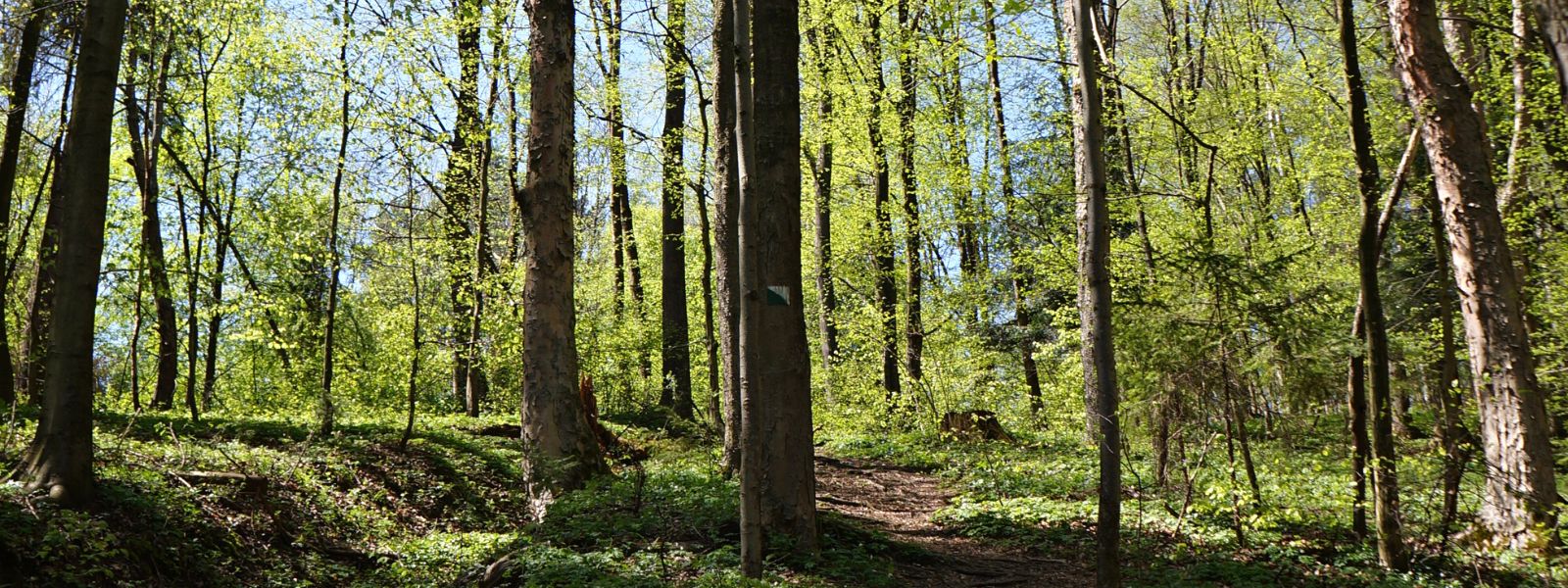 SHINRIN YOKU – czyli jak praktykować kąpiele leśne.