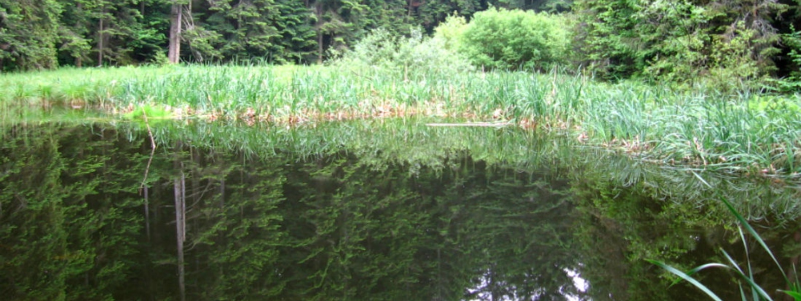 Przyroda