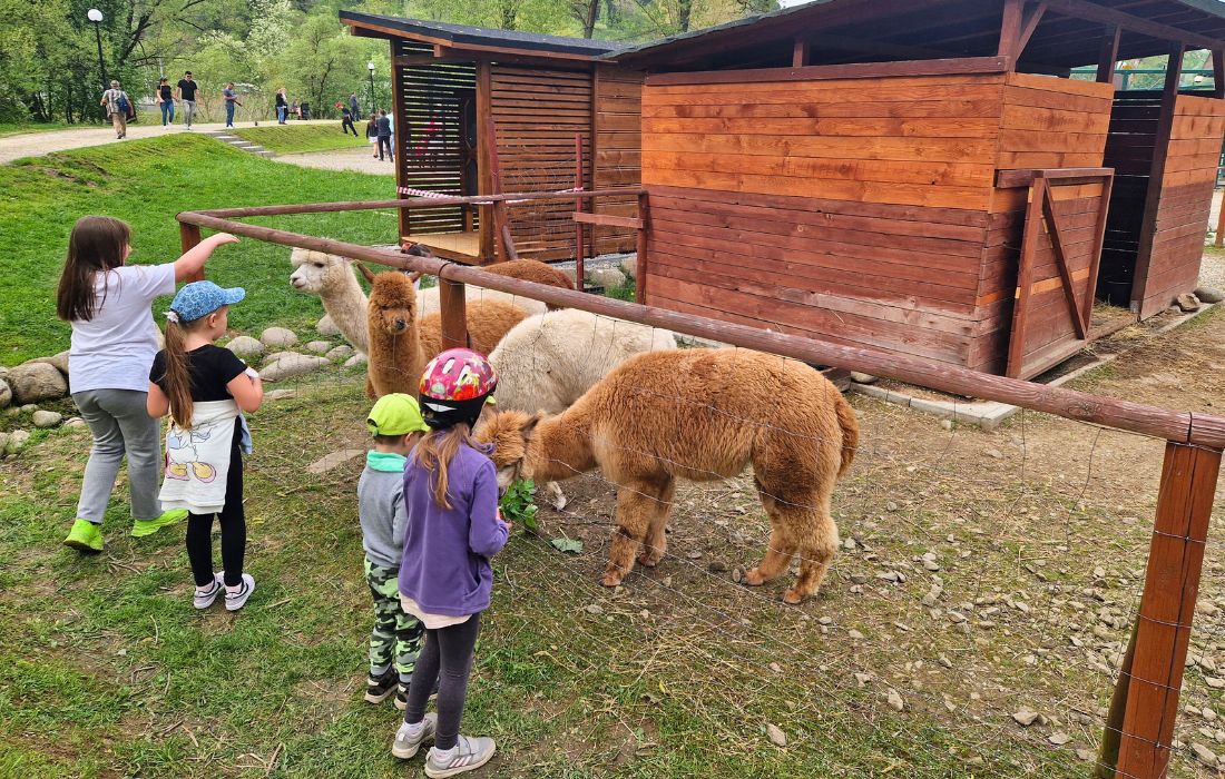 ZOO