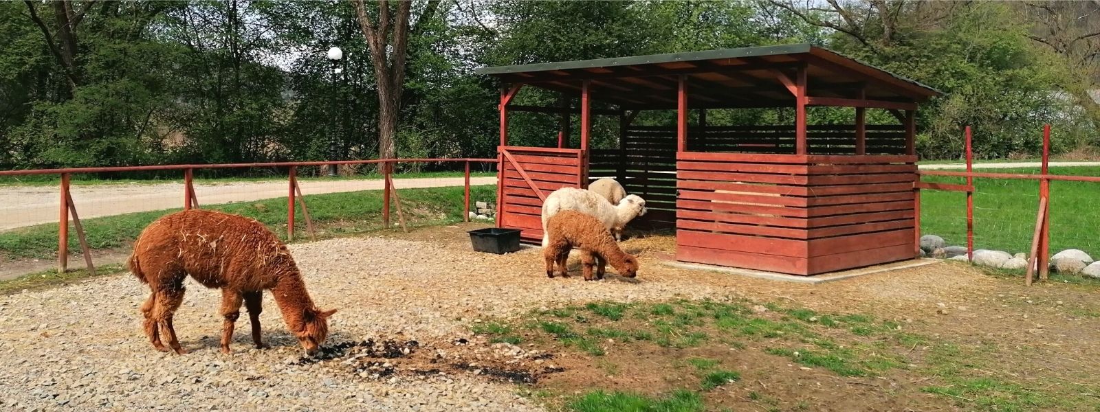 Muszyńskie mini zoo