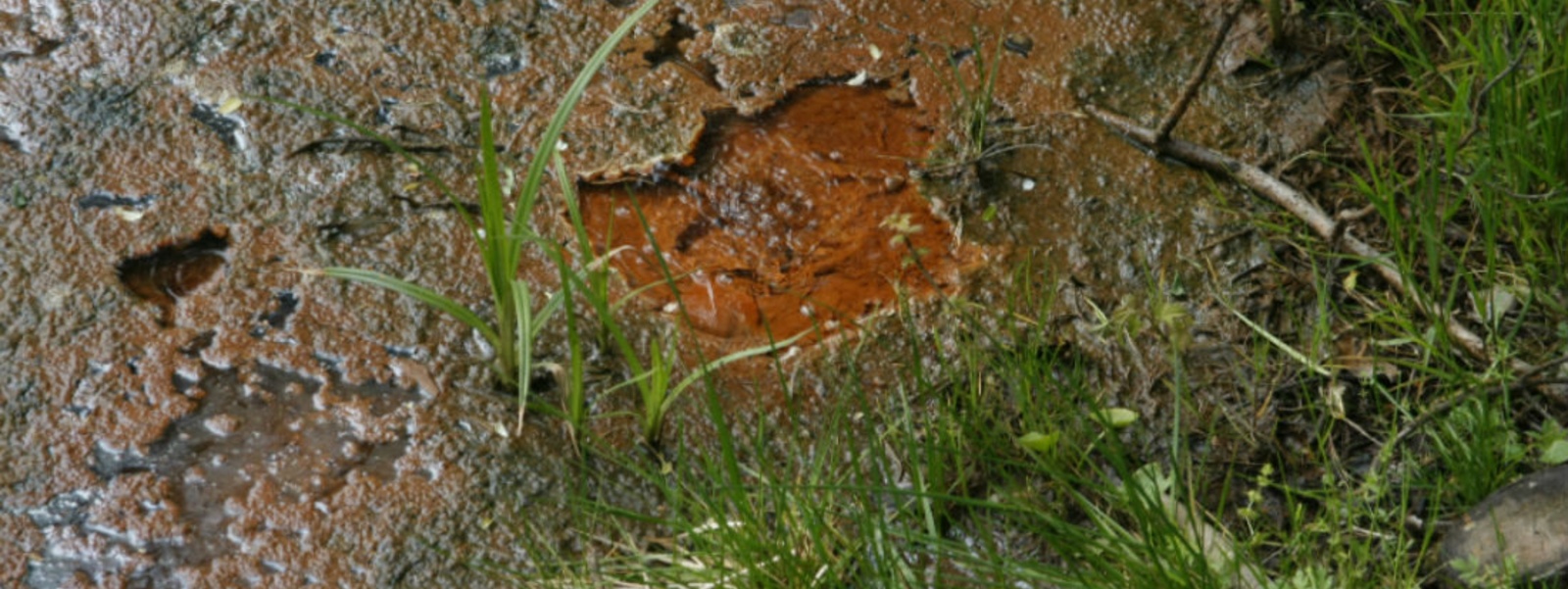 Przyroda