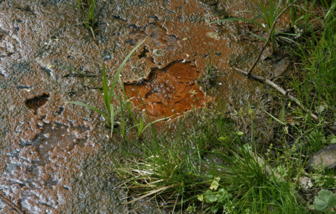 Przyroda