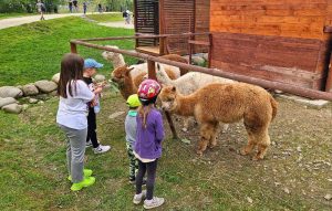 Żywe Ogrody (mini zoo)
