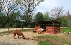 Muszyńskie mini zoo