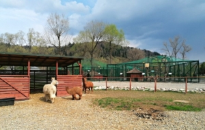 Muszyńskie mini zoo