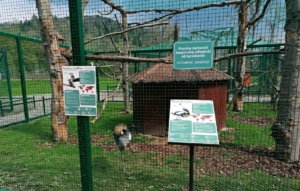 Muszyńskie mini zoo