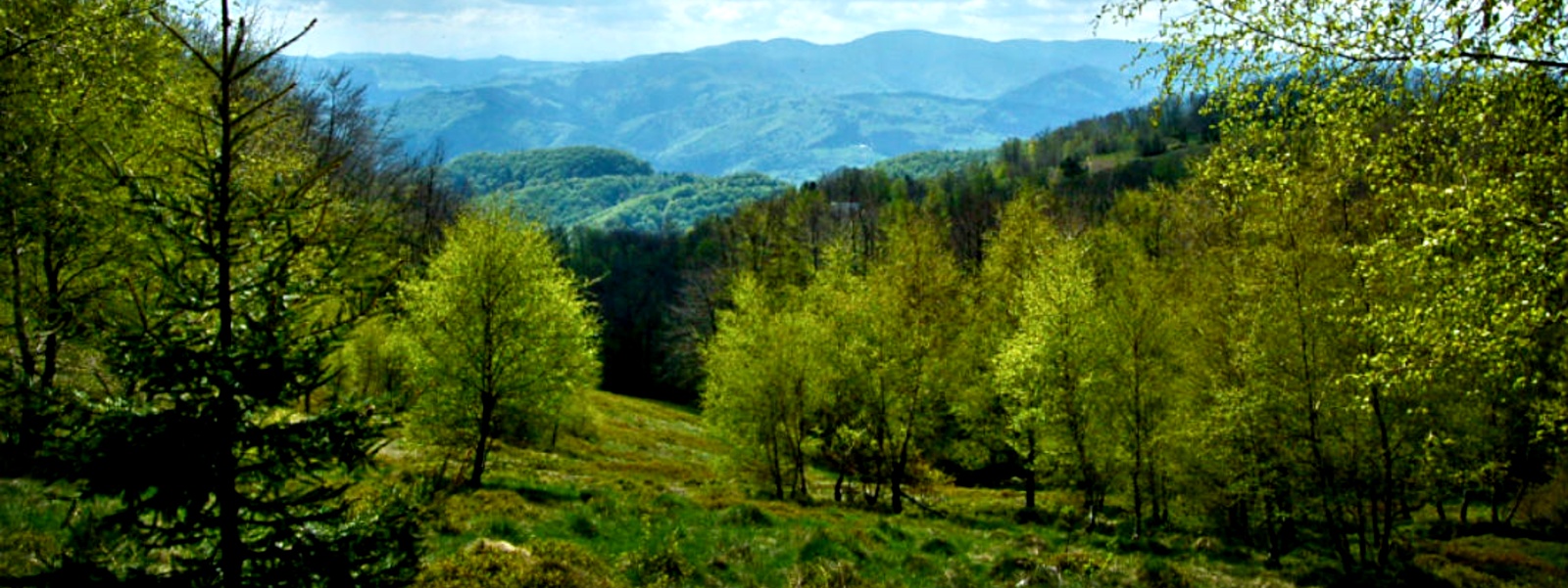 Przyroda