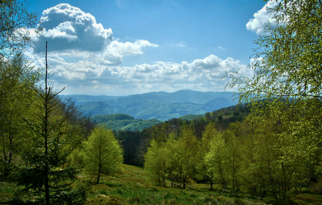 Przyroda